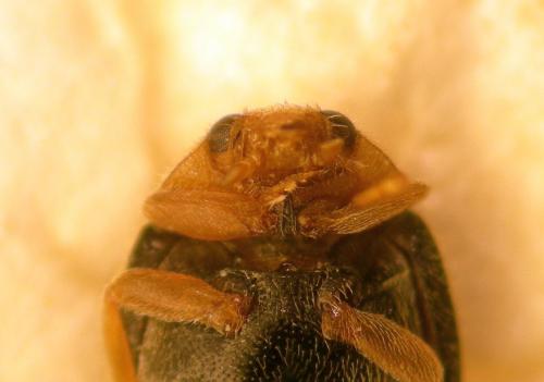 Réf. 124 741 : Scymnus sp.