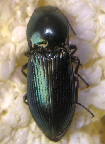 Selatosomus aeneus