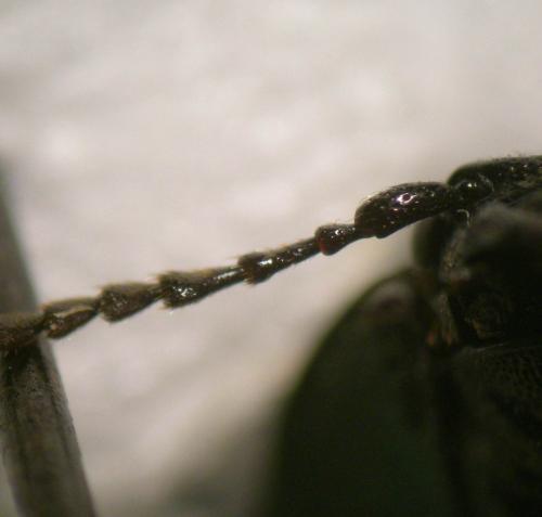 Selatosomus aeneus
