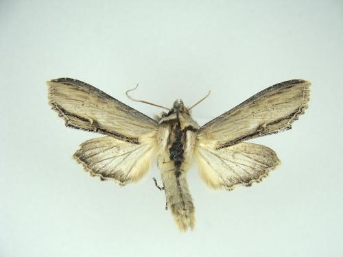 Réf. 124 282 : Cucullia sp.