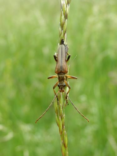 Réf. 124 567 : Stenocorus meridianus