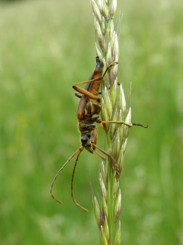 Stenocorus meridianus