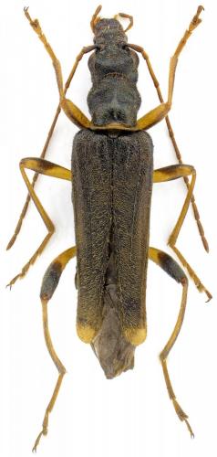 Réf. 124 601 : Oedemera barbara