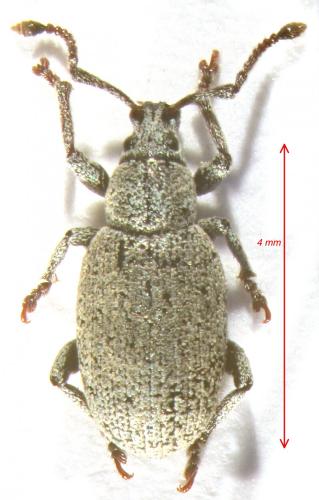 Réf. 124 434 : Lepurites subdepressus