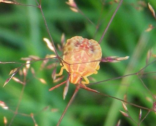 Carpocoris sp.