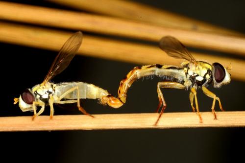 Sphaerophoria scripta