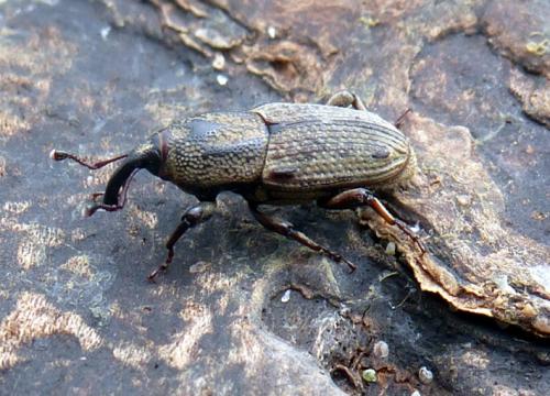 Réf. 124 599 : Sphenophorus placidus vestitus