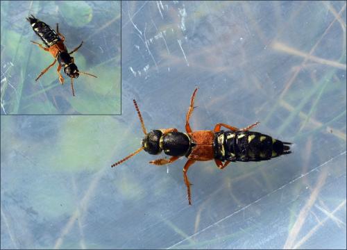 Réf. 124 352 : Staphylinus caesareus