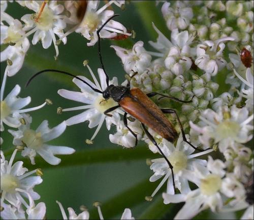 Réf. 124 329 : Stenurella sp.
