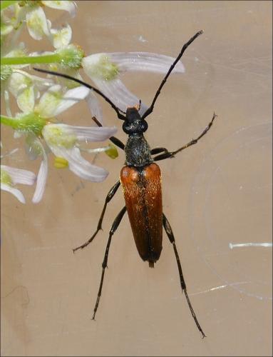 Réf. 124 330 : Stenurella sp.