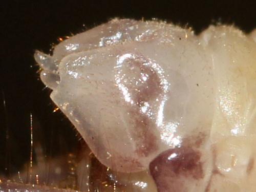 Dolichopoda cyrnensis