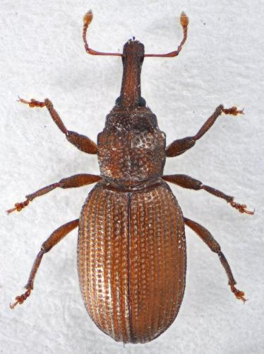 Réf. 124 811 : Styphloderes exsculptus