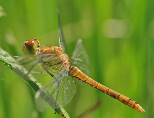 Sympetrum striolatum