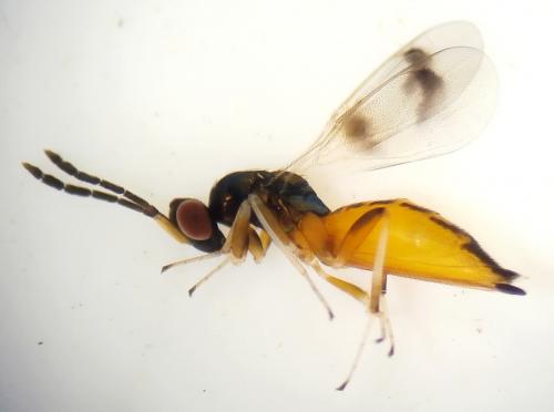 Sympiesis gregori