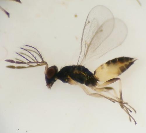 Sympiesis gregori