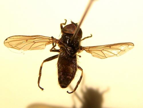 Melanogaster sp.