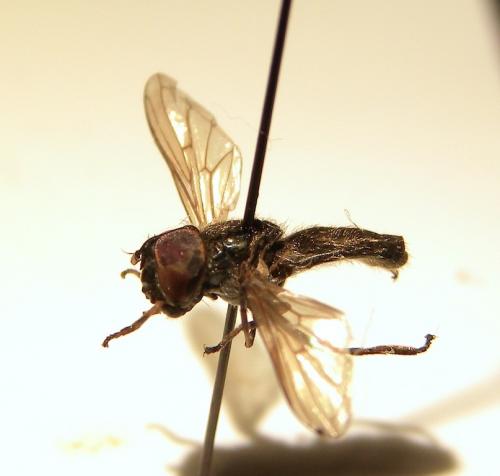 Melanogaster sp.