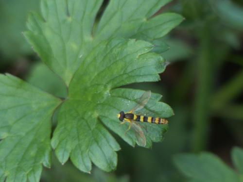 Sphaerophoria scripta