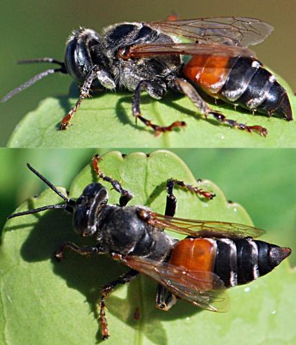 Tachytes panzeri