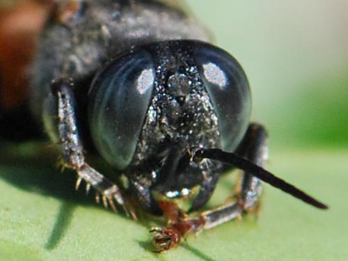 Tachytes panzeri