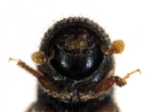 Taphrorychus bicolor