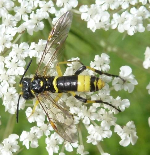 Zonuledo (amoena-distinguenda)