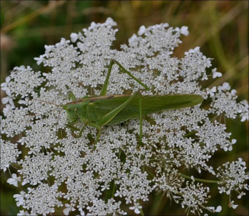 Tettigonia viridissima
