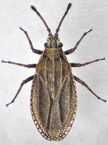 Réf. 124 285 : Tingis maculata