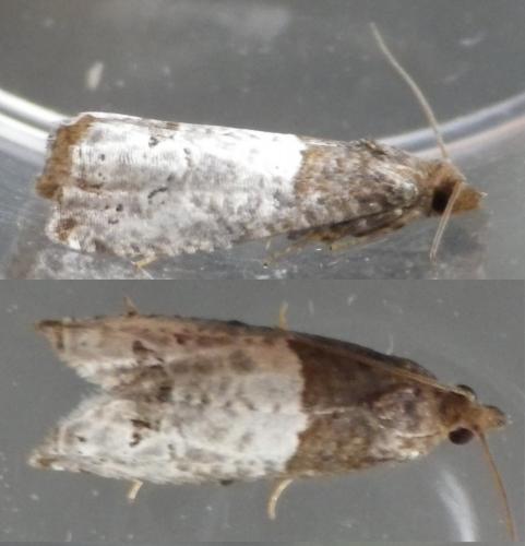 Réf. 124 146 : Notocelia roborana