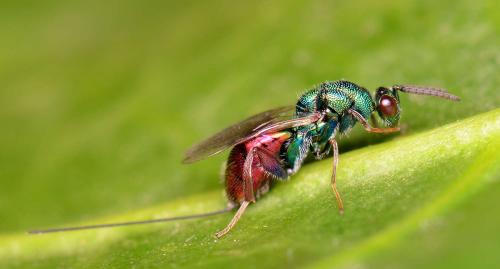 Torymus calcaratus