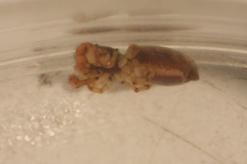 Macaroeris nidicolens