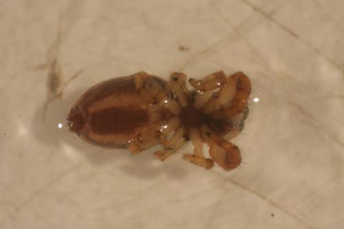 Macaroeris nidicolens