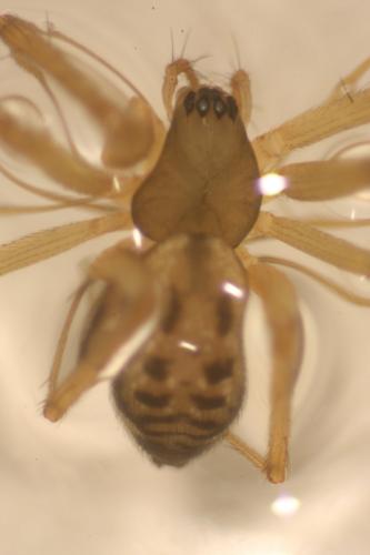 Réf. 124 688 : Tenuiphantes sp.