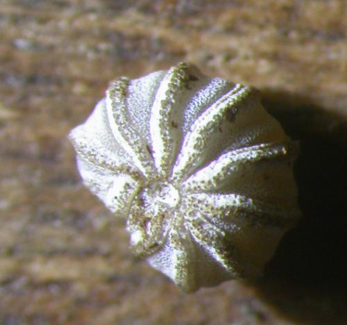 Réf. 124 709 : Trachysphaera lobata