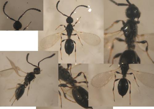 Trichopria sp.