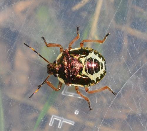 Troilus luridus