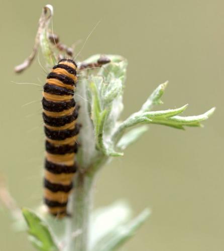 Tyria jacobaeae