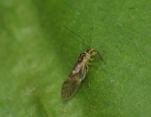 Valenzuela flavidus