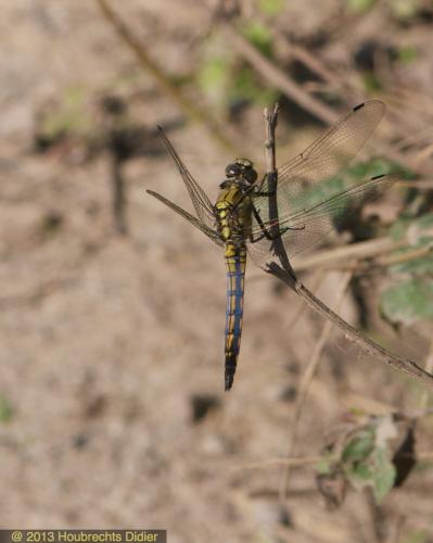 Orthetrum cancellatum
