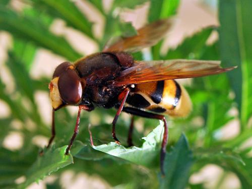 Réf. 124 062 : Volucella zonaria