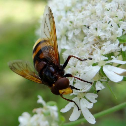 Volucella zonaria