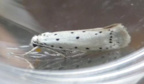 Yponomeuta sp.