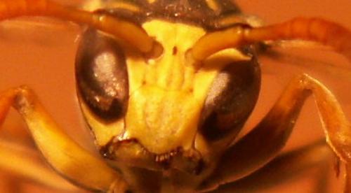 Polistes dominula
