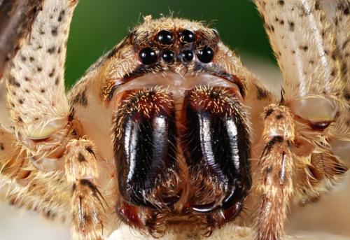 Zoropsis spinimana