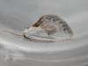 124751 – Photo : Dominique THAUVIN – France (45)