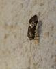 124675 – Photo : Corinne Petitcolin – France (25)