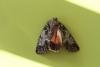 124827 – Photo : Corinne Petitcolin – France (25)