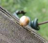 124605 – Photo : P. Generet – Belgique