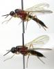 124348 – Photo : Arthropa - Benoit Martha – France (71)