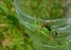 124351 – Photo : Andgelo Mombert – France (73)